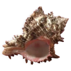 Coquillage Murex