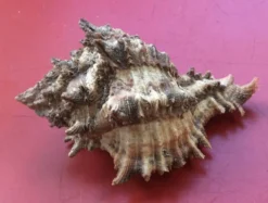 Coquillage Murex