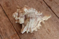 Coquillage Murex