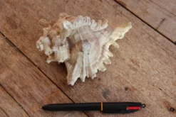 Coquillage Murex