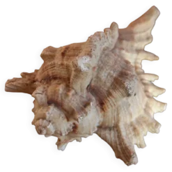 Coquillage Murex