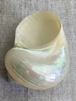 Coquillages nacre blanche, turbo imperialis
