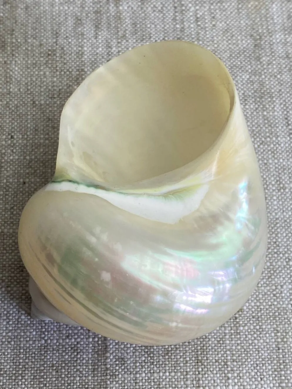 Coquillages nacre blanche, turbo imperialis