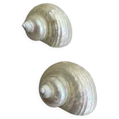 Coquillages nacre blanche, turbo imperialis