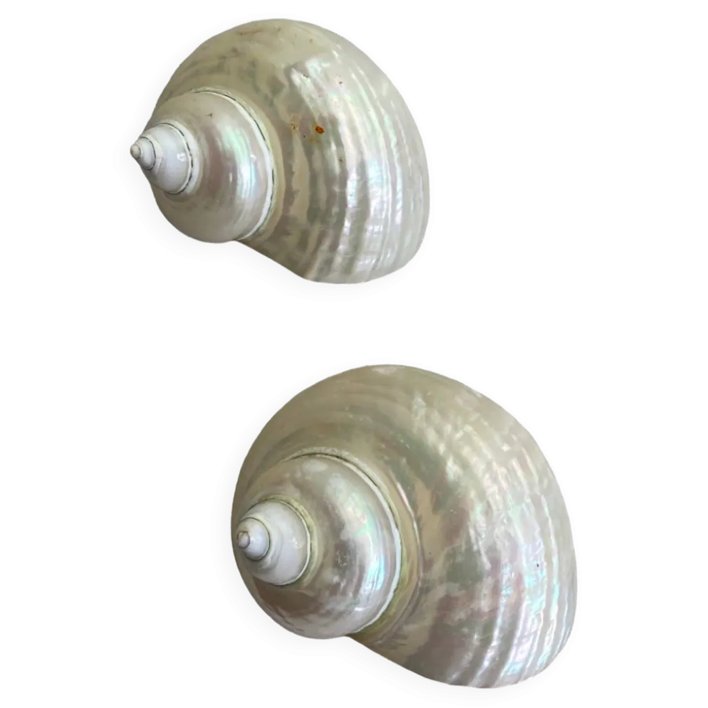 Coquillages nacre blanche, turbo imperialis