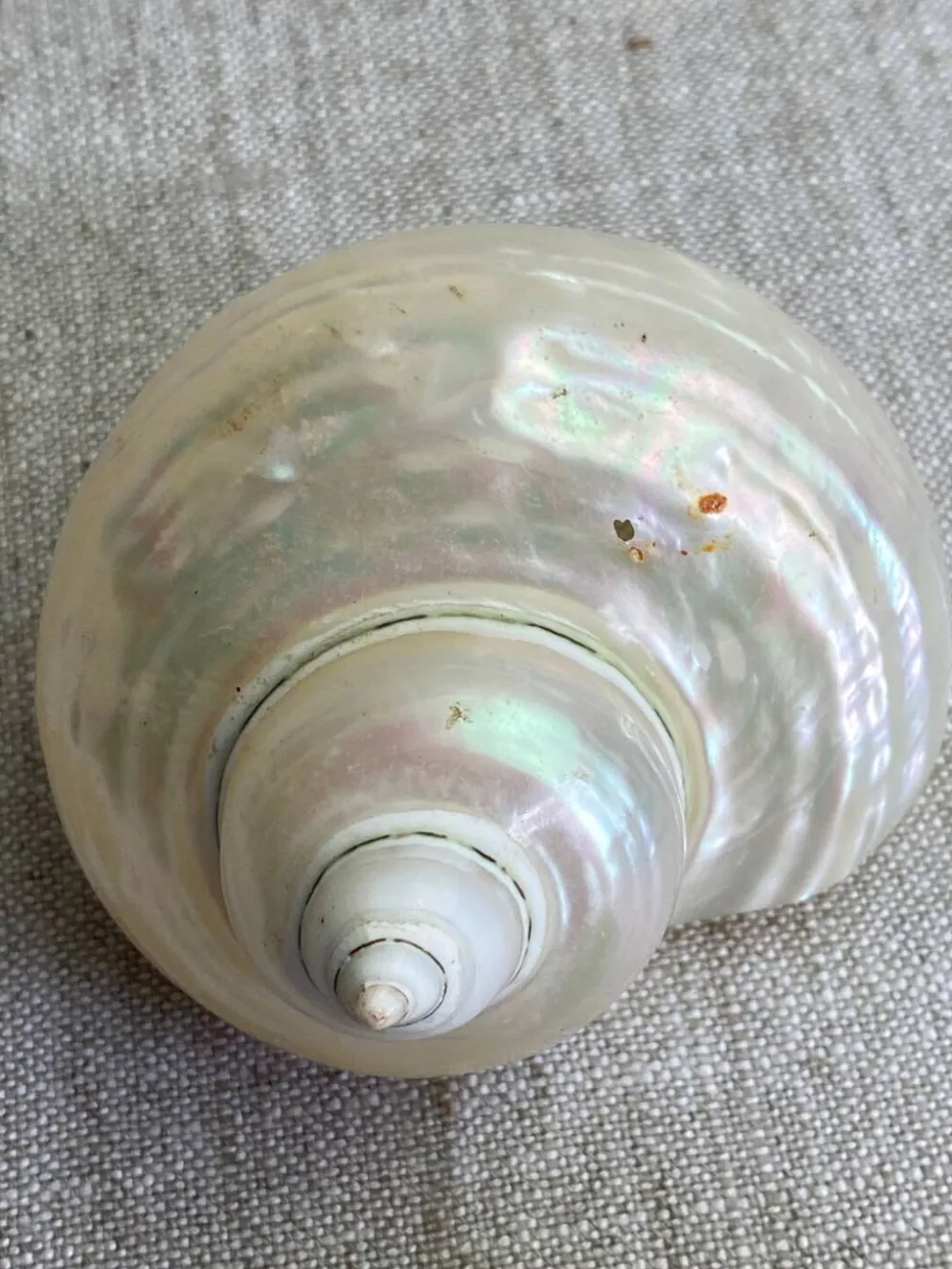 Coquillages nacre blanche, turbo imperialis