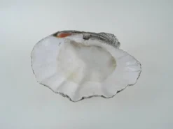 Coquillage Tridacna décoratif, style boho, années 1980