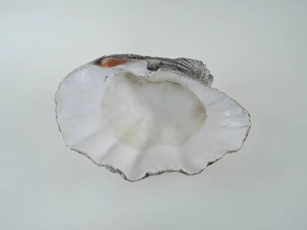 Coquillage Tridacna décoratif, style boho, années 1980