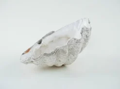 Coquillage Tridacna décoratif, style boho, années 1980