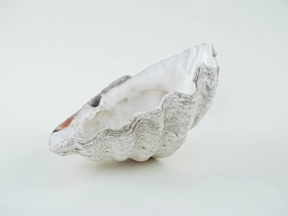 Coquillage Tridacna décoratif, style boho, années 1980