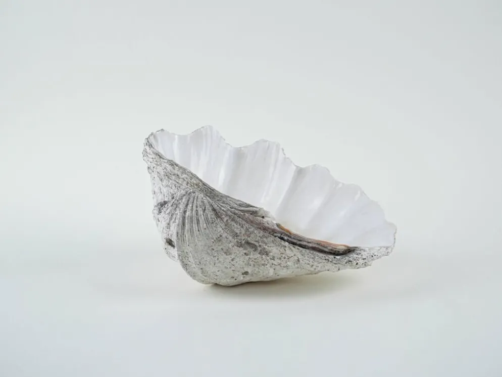 Coquillage Tridacna décoratif, style boho, années 1980