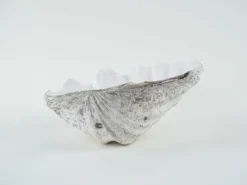 Coquillage Tridacna décoratif, style boho, années 1980