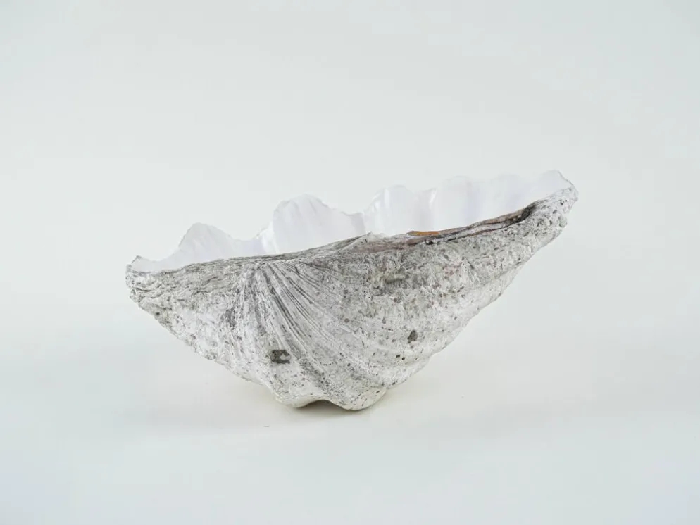 Coquillage Tridacna décoratif, style boho, années 1980