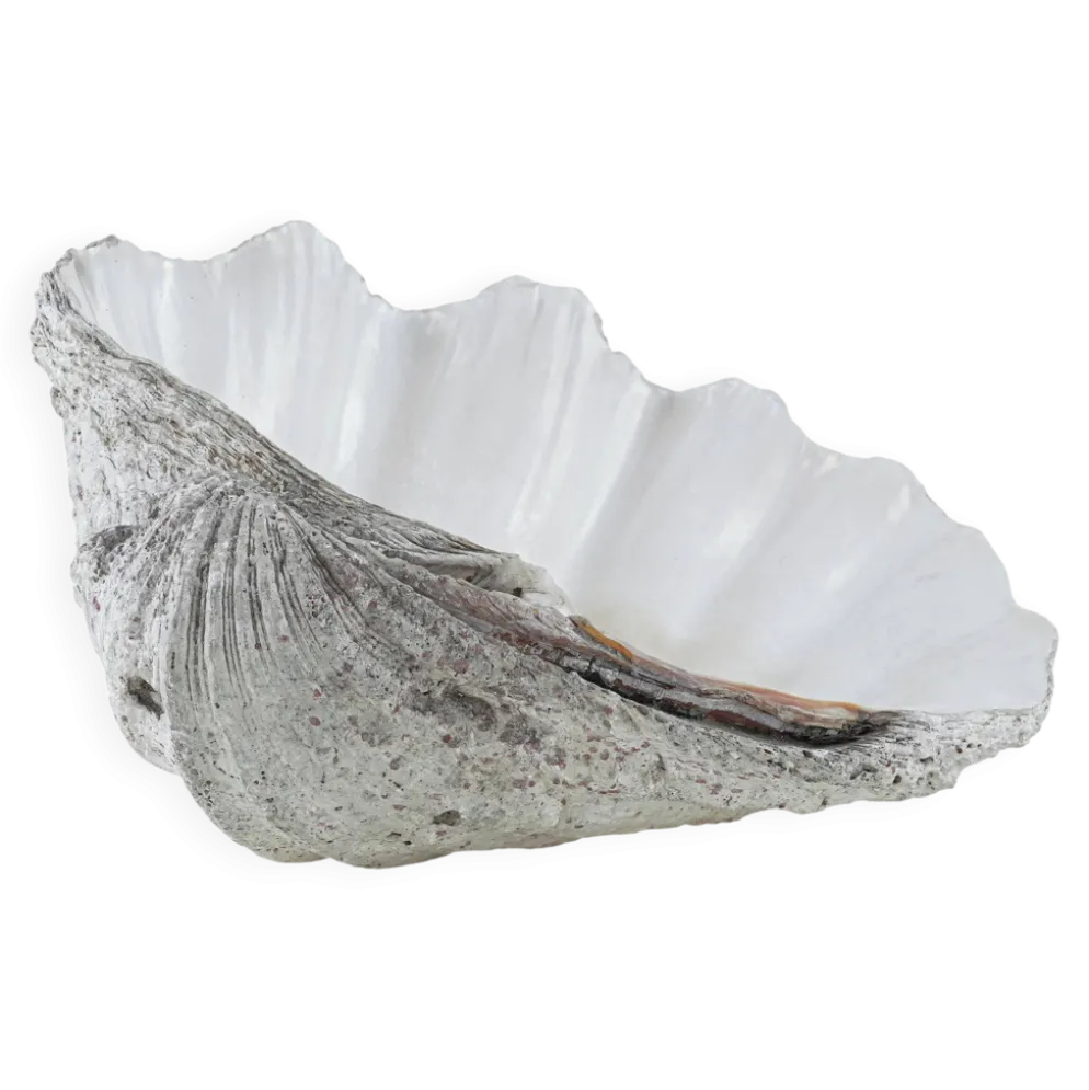 Coquillage Tridacna décoratif, style boho, années 1980