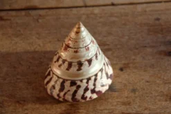 Coquillage Trochus
