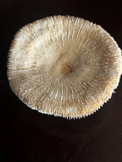 Corail ancien