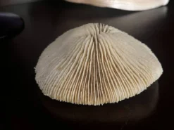 Corail ancien