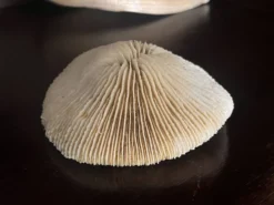 Corail ancien