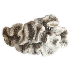 Corail ancien