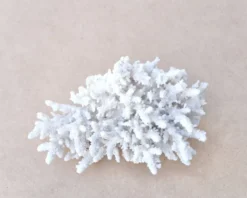 Corail blanc naturel cabinet de curiosités, années 70
