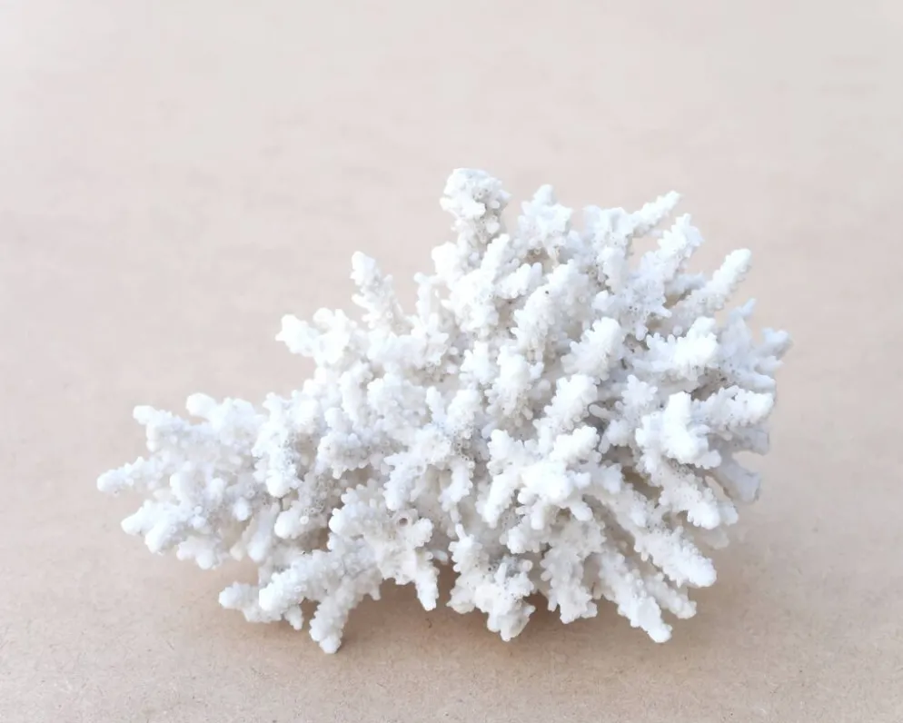Corail blanc naturel cabinet de curiosités, années 70