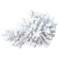 Corail blanc naturel cabinet de curiosités, années 70