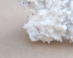 Corail blanc naturel cabinet de curiosités, années 70