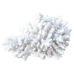Corail blanc naturel cabinet de curiosités, années 70