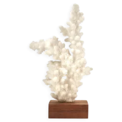 Corail blanc naturel sur socle en bois, années 70