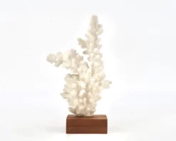 Corail blanc naturel sur socle en bois, années 70