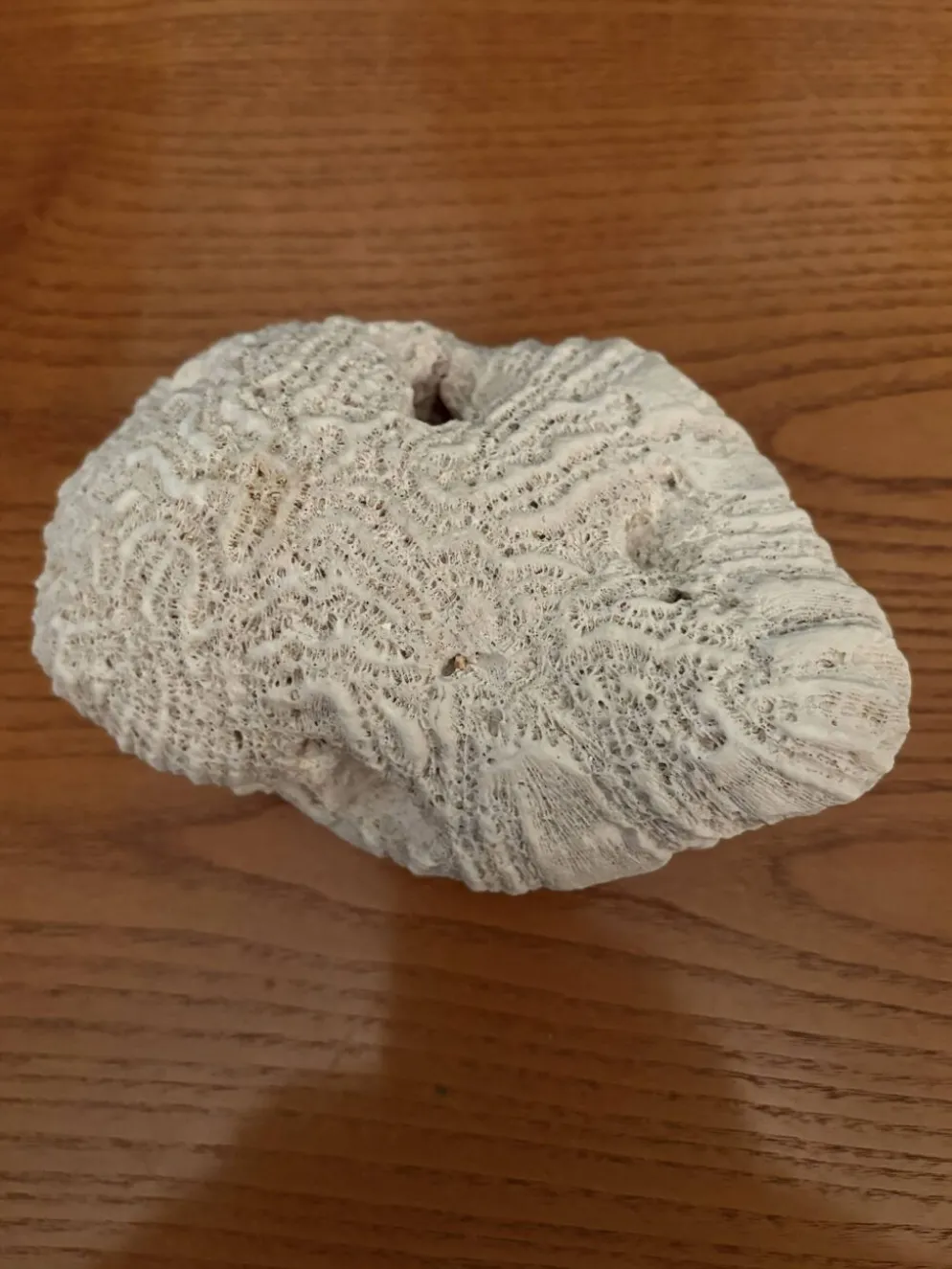 Corail cerveau
