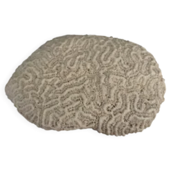 Corail cerveau