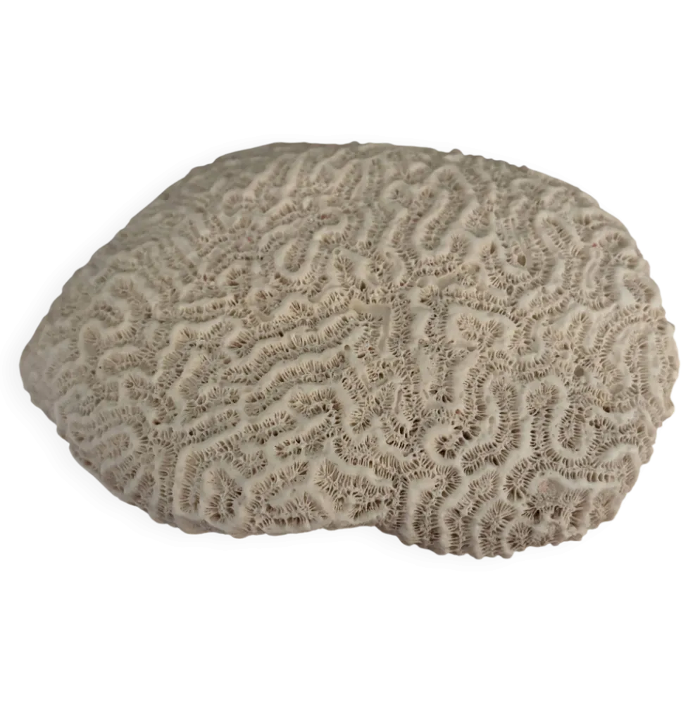 Corail cerveau