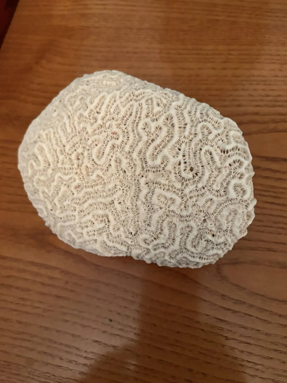 Corail cerveau