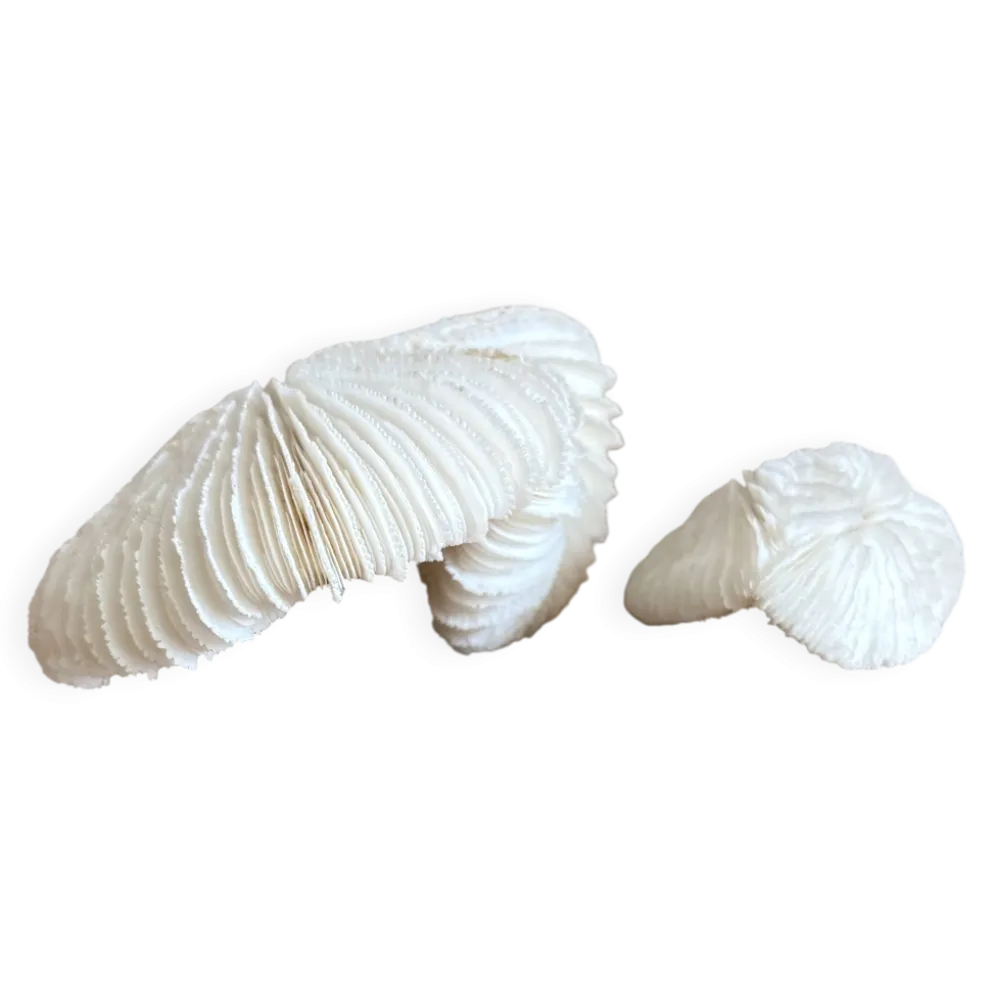 Corail Fungia « coussin de requin »