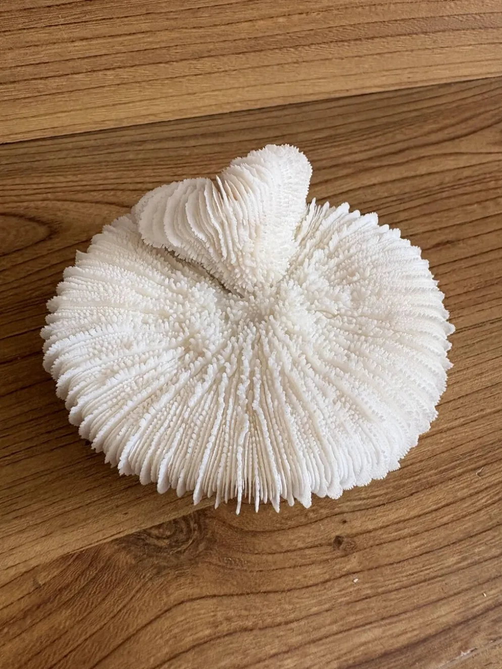 Corail Fungia « coussin de requin »