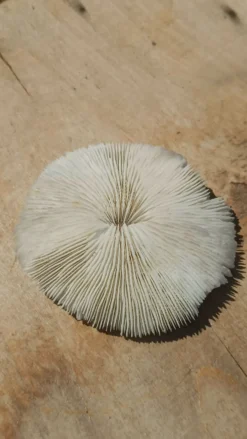 Corail naturel rond