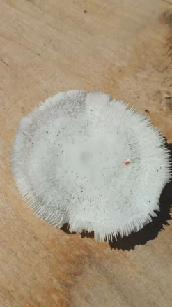 Corail naturel rond