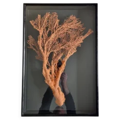 Corail orange, "Gorgone" encadré sous verre, 60 cm