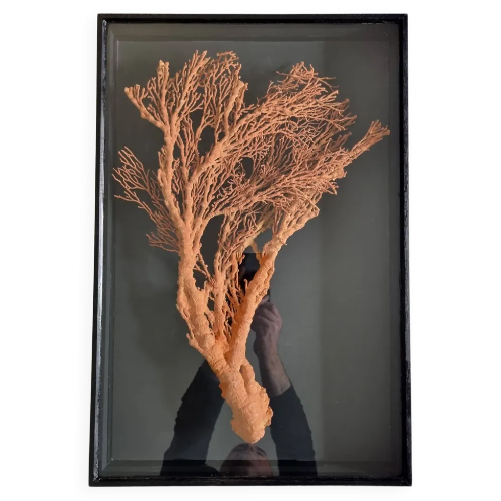 Corail orange, "Gorgone" encadré sous verre, 60 cm
