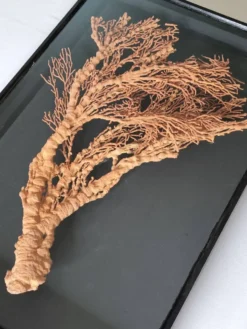 Corail orange, "Gorgone" encadré sous verre, 60 cm