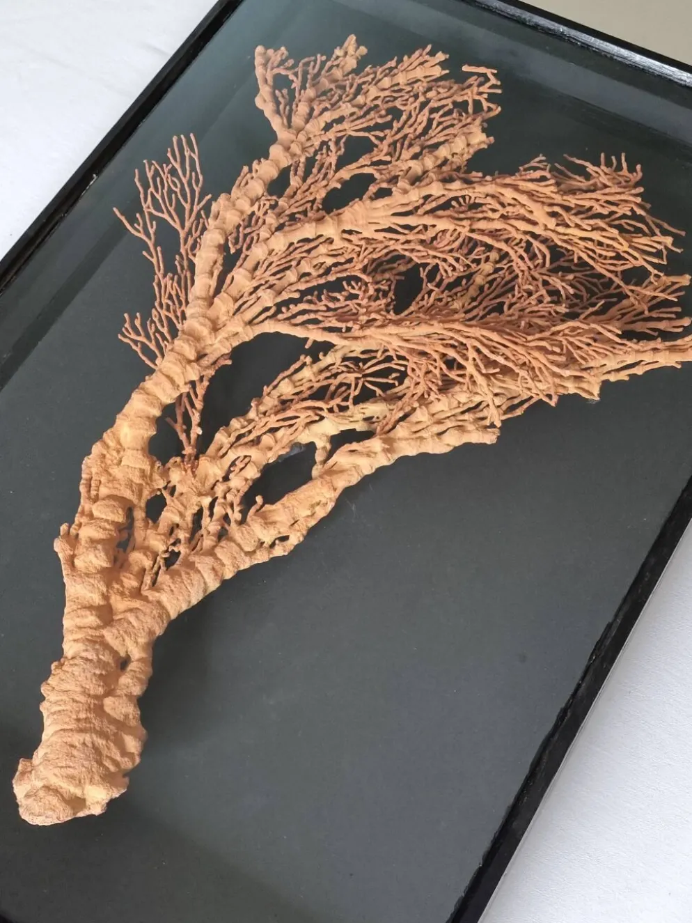 Corail orange, "Gorgone" encadré sous verre, 60 cm