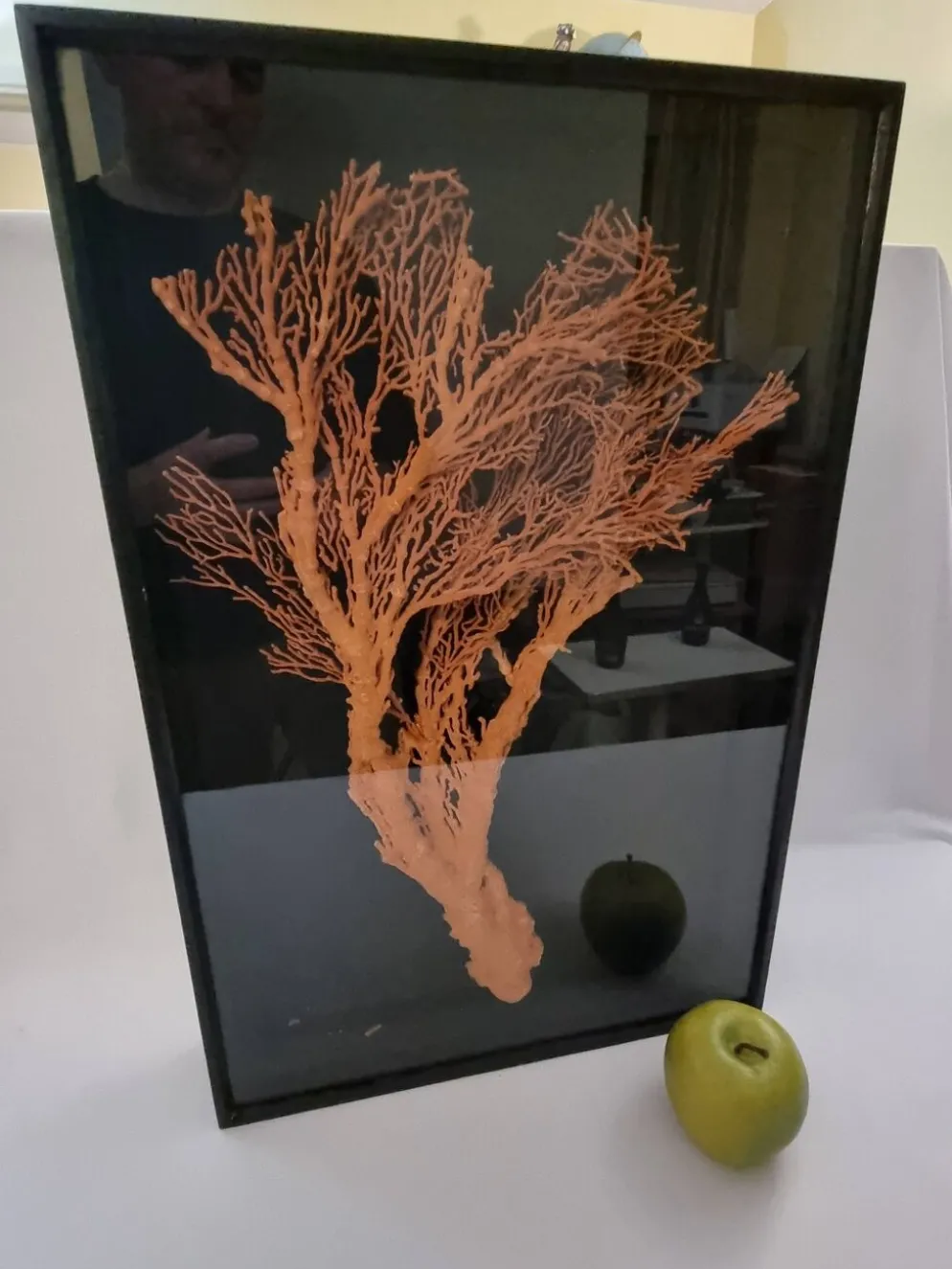 Corail orange, "Gorgone" encadré sous verre, 60 cm