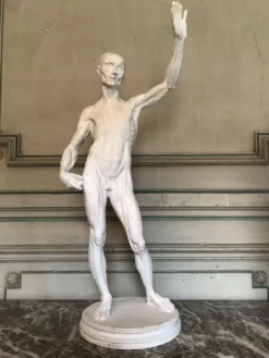 Écorché en plâtre
