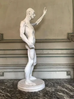 Écorché en plâtre