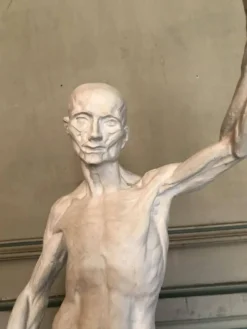 Écorché en plâtre