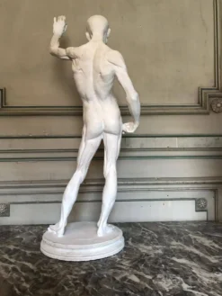 Écorché en plâtre