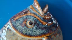 Céramique Vallauris Sculpture murale poisson en relief sur plaque bleu