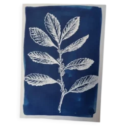 Cyanotype botanique