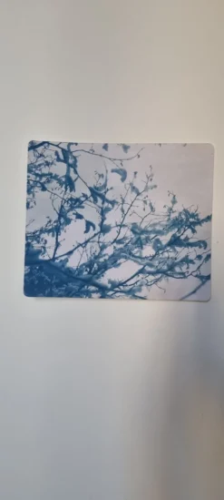 Cyanotype photographique